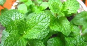 pic2 1.jpghttpssuckhoedoisong.qltns .mediacdn.vnzoom600 3153244559218739855362023114bac ha1 16737181711471928929589 0 0 384 615 crop 1673718829290395686276 1.jpg 1