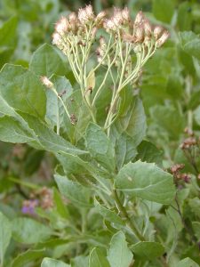 pic2 1.jpghttpsupload.wikimedia.orgwikipediacommons330Starr 010206 0225 Pluchea indica 1.jpg 1