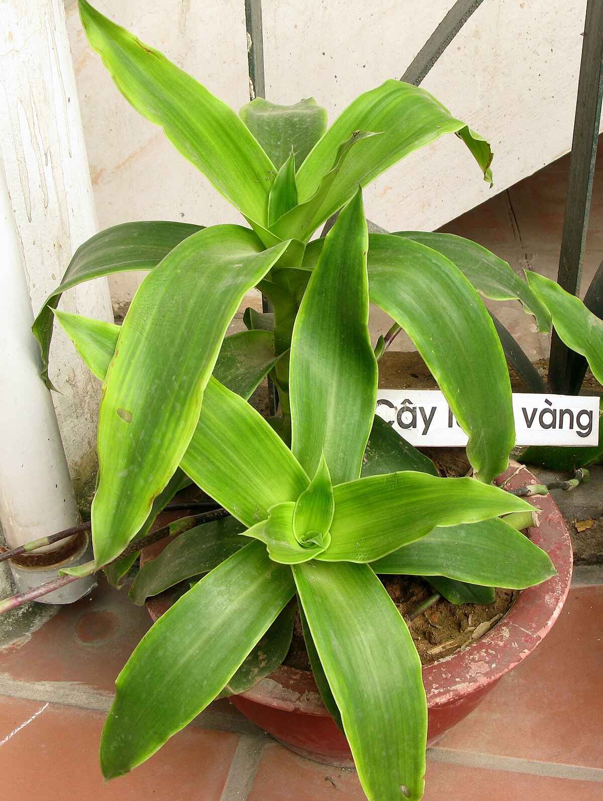 Lợi Ích Tuyệt Vời Của Cây Lược Vàng: Trị Đau Nhức, Viêm Khớp và Hỗ Trợ Tiêu Hóa 2 Lợi Ích Tuyệt Vời Của Cây Lược Vàng: Trị Đau Nhức, Viêm Khớp và Hỗ Trợ Tiêu Hóa