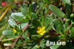 pic2.jpghttpsduocdienvietnam.comwp contentuploads201807Rau sam.jpg