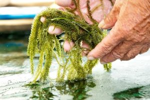 Siêu thực phẩm từ biển