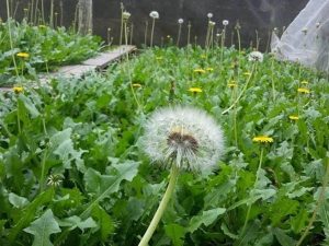 pic2.jpghttpswww.vinmec.comstaticuploads20211130 143624 449428 cay bo cong anh co max 1800x1800 jpg f53bcf2900.jpg