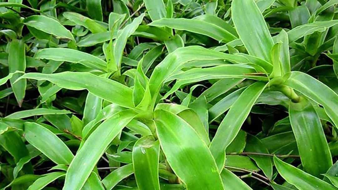 Lợi Ích Tuyệt Vời Của Cây Lược Vàng: Trị Đau Nhức, Viêm Khớp và Hỗ Trợ Tiêu Hóa 3 Lợi Ích Tuyệt Vời Của Cây Lược Vàng: Trị Đau Nhức, Viêm Khớp và Hỗ Trợ Tiêu Hóa