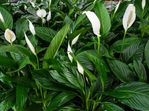 cay hop tuoi ty 15302745