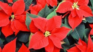 cay phong thuy hop tuoi thin 18083357