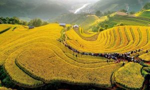 mu cang chai 13382294