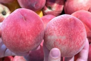 pic2 1.jpghttpsstatic images.vnncdn.netvps images publish0000010000032025716mua dao nen chon qua dau tron hay nhon nhieu nguoi chua biet thuong lam sai 92532 1.jpgwidth0svZSuEdK91z1liR1n a k5w 1