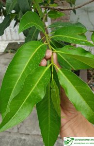 pic2.jpghttpscaycanhxanh.vnwp contentuploads202210luu y khi su dung la voi.jpg