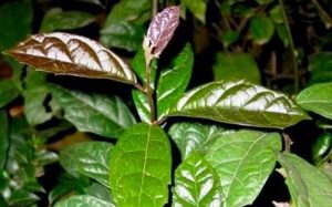 pic2.jpghttpslogin.medlatec.vnImagePathimages2022110120221101 cay xa den 1.jpg