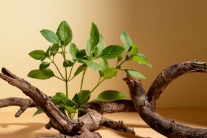 pic2.jpghttpsstatic images.vnncdn.netvps images publish00000100000320258198 dau hieu nhan biet ngoi nha vuong khi hut tai loc binh an 1858.jpgwidth550skDJGr p1SWeELQeONLGtBA