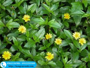 pic2.jpghttphongcaycanh.comUploadsfilescay sai dat hoa vang.jpg