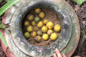 pic2.jpghttpsstatic images.vnncdn.netvps images publish0000010000032025220me dam o dong nai mach meo bao quan chanh tuoi suot vai thang khong can tu lanh 65993.pngwidth0sa7m0SFV0eHVHTKD6Bx7JpQ