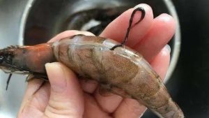 pic2.jpghttpsstatic images.vnncdn.netvps images publish000001000003202571meotom 84470.jpgwidth0s4jqRP1H6K18YLmdoKTjGPA