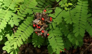 pic2.jpghttpstrungtamthuocdantoc.comwp contentuploads201911cam thao day.2.jpg