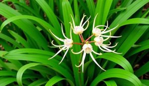 cây Trinh Nữ Hoàng Cung