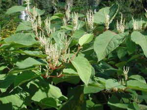 pic2.jpghttpswww.vinmec.comstaticuploads20211202 043509 877964 cot khi cu max 1800x1800 jpg 7218447da7.jpg