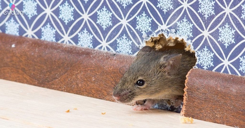 Mẹo Đuổi Chuột