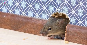 Mẹo Đuổi Chuột